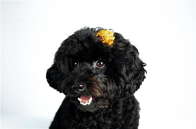 像素动作RPG游戏《HYKE:Northern Light(s)》今年夏季多平台上线